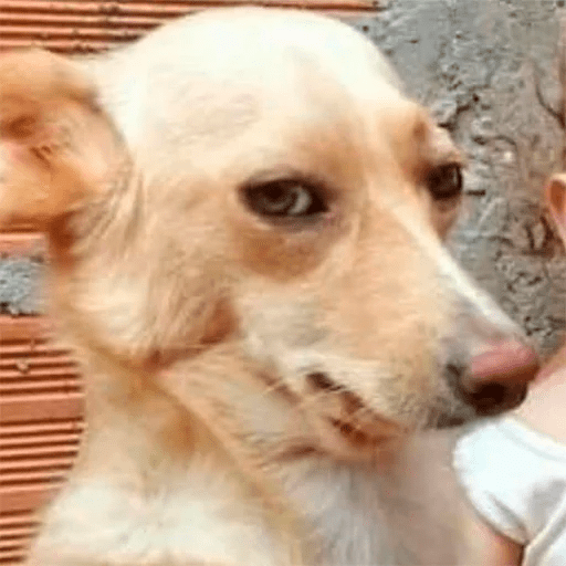 Dogs 3