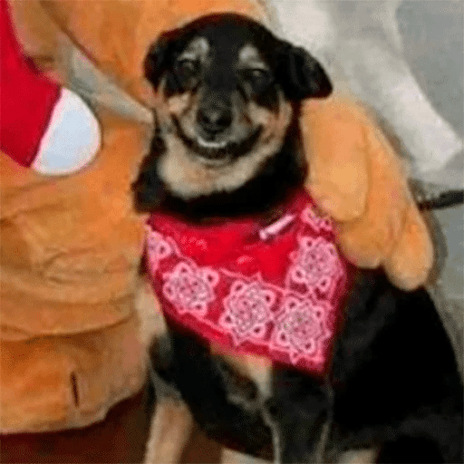 Dogs 4