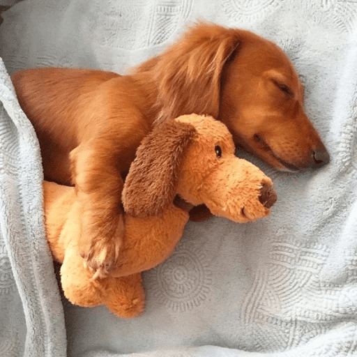 Dogs 27