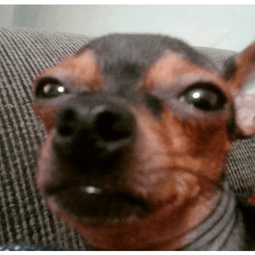 Dogs 28