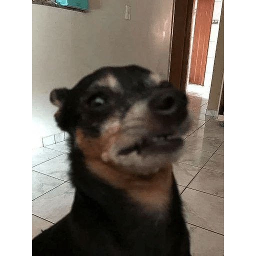 Dogs 20