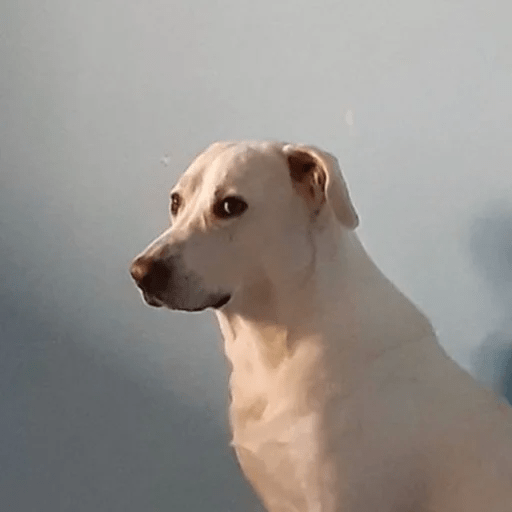 Dogs 14
