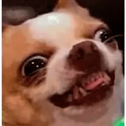 Dogs 2