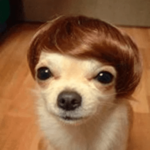 Dogs 18
