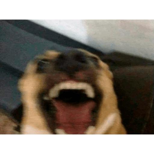 Dogs 11