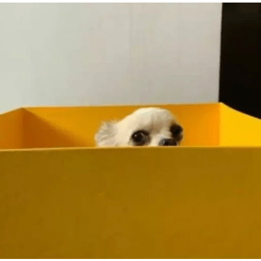 Dogs 6