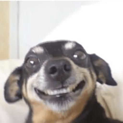 Dogs 8