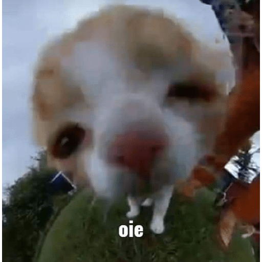 SI LEES ESTO, ERES GEI  24