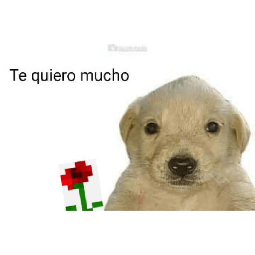 SI LEES ESTO, ERES GEI  21