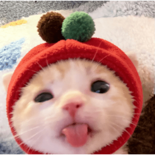 Expressive Kitty 28