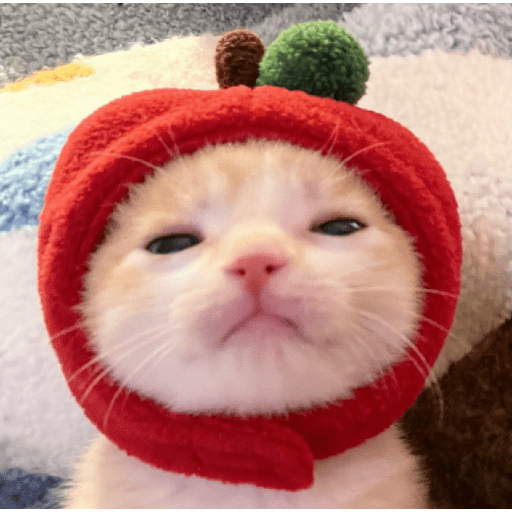 Expressive Kitty 26