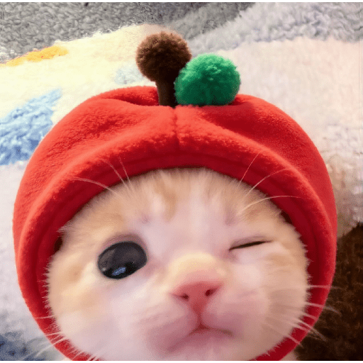 Expressive Kitty 24