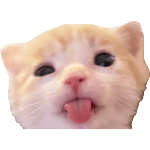 Expressive Kitty 1