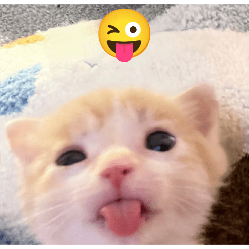 Expressive Kitty 2