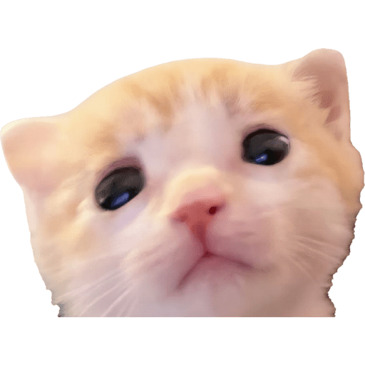 Expressive Kitty 3