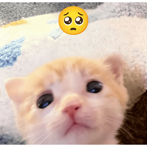 Expressive Kitty 4