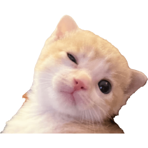 Expressive Kitty 5