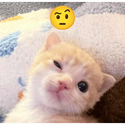 Expressive Kitty 6