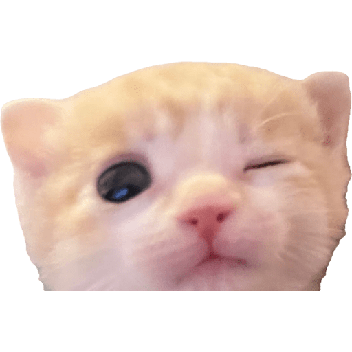 Expressive Kitty 7