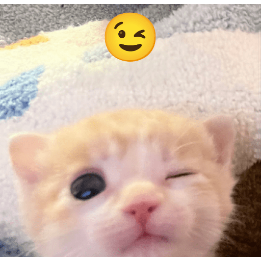 Expressive Kitty 8