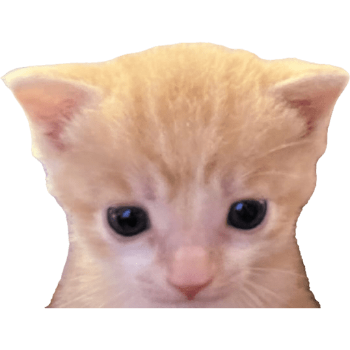 Expressive Kitty 9