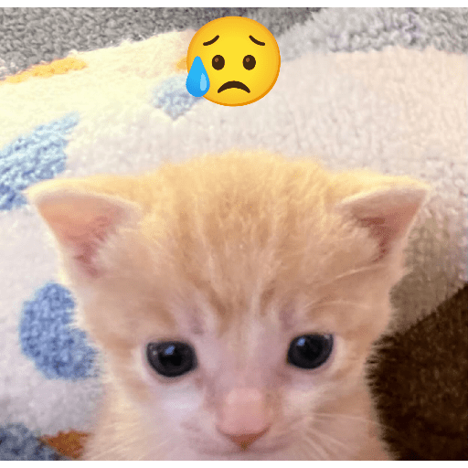 Expressive Kitty 10