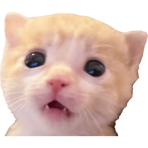 Expressive Kitty 11