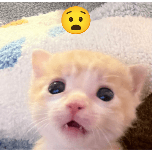 Expressive Kitty 12