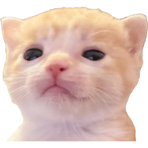 Expressive Kitty 13