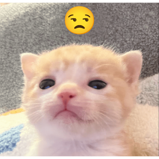 Expressive Kitty 14