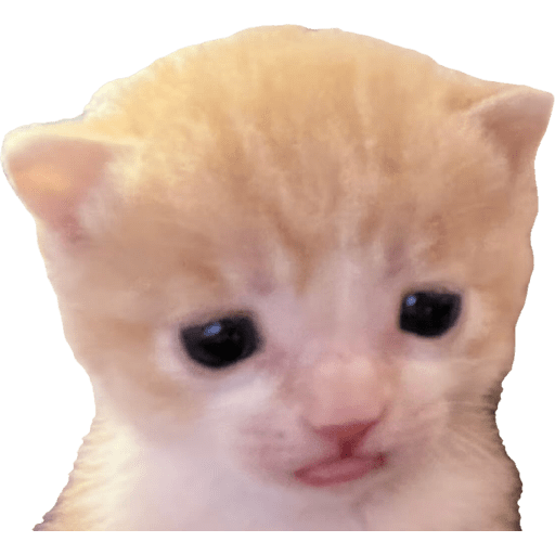 Expressive Kitty 15