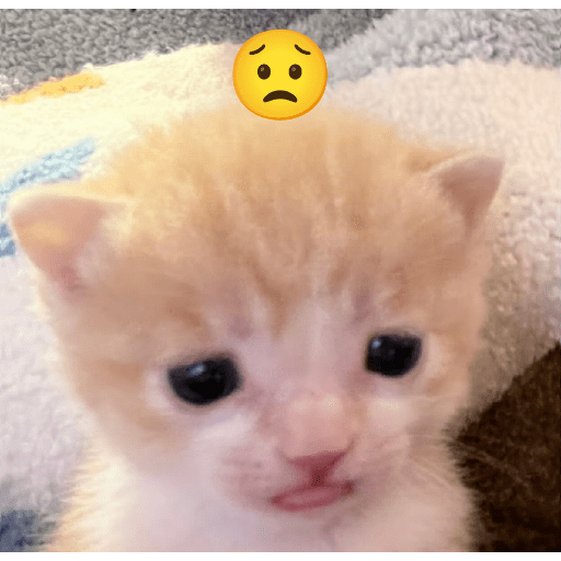 Expressive Kitty 16