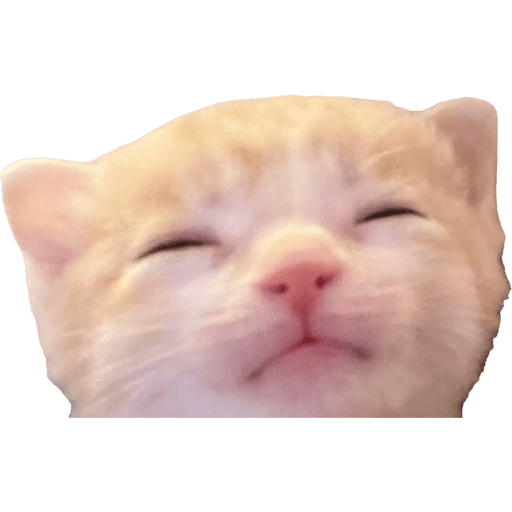 Expressive Kitty 17