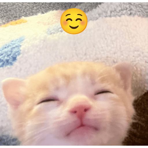 Expressive Kitty 18