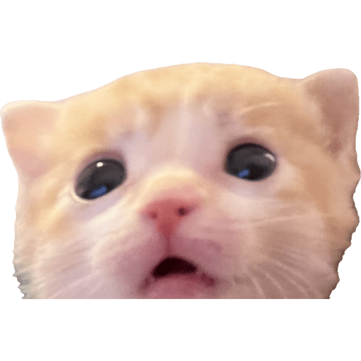 Expressive Kitty 19