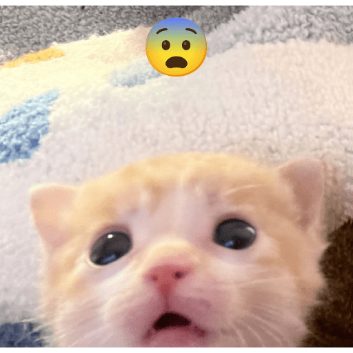 Expressive Kitty 20