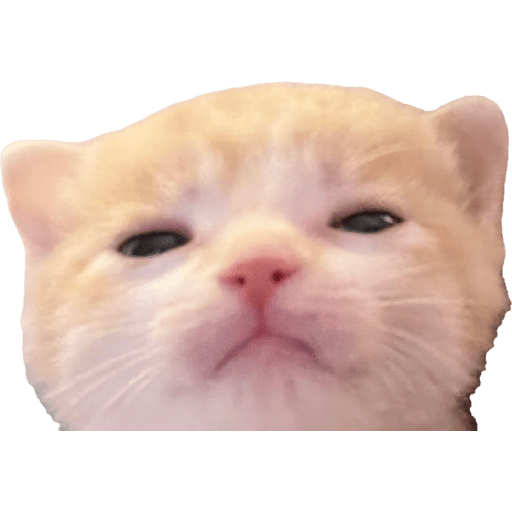Expressive Kitty 21