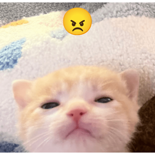 Expressive Kitty 22