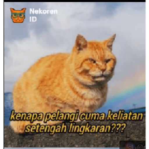 Stiker kucing cute 30