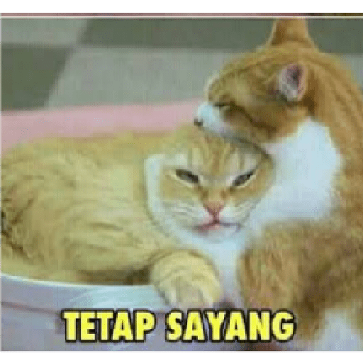 Stiker kucing cute 29