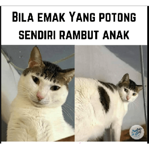Stiker kucing cute 28