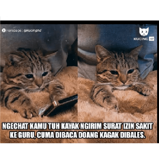 Stiker kucing cute 27