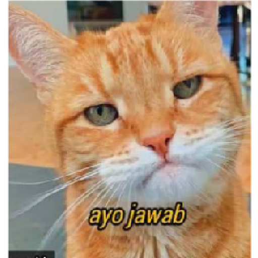 Stiker kucing cute 24