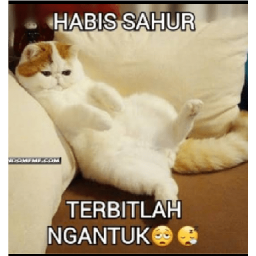 Stiker kucing cute 19