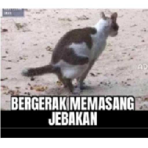 Stiker kucing cute 18