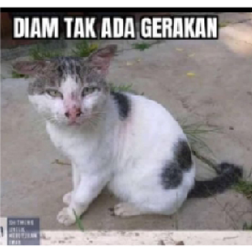 Stiker kucing cute 17