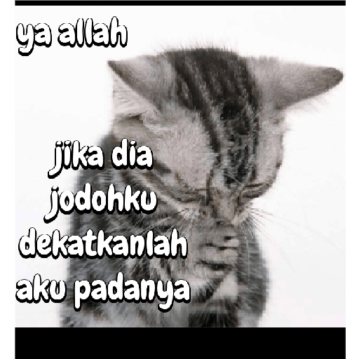 Stiker kucing cute 16