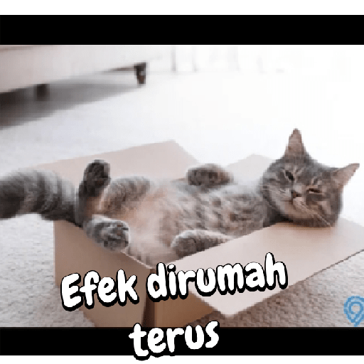 Stiker kucing cute 14