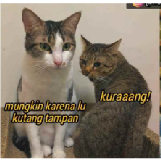 Stiker kucing cute 3
