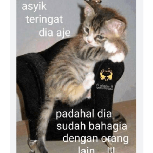 Stiker kucing cute 5